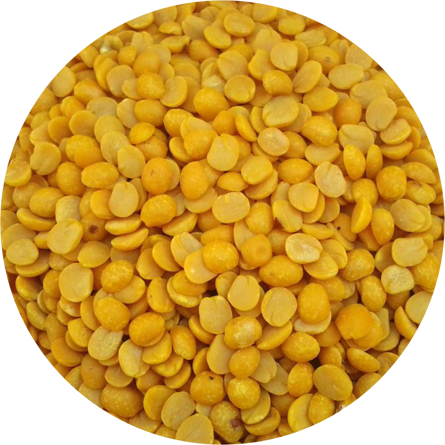 Tuar  (pigeon pea)