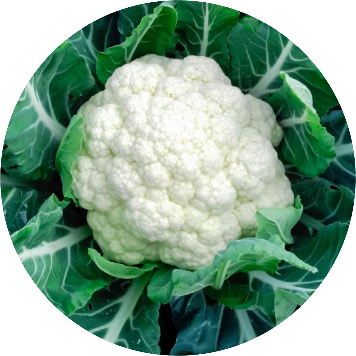 Cauliflower