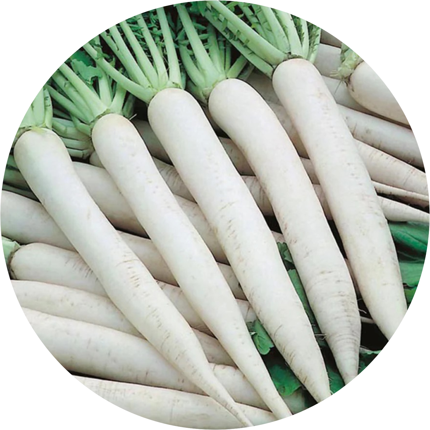 radish